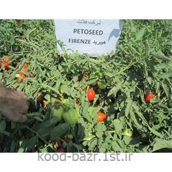 بذر گوجه فرنگی پلیت شده فیرینزه ( firenze )