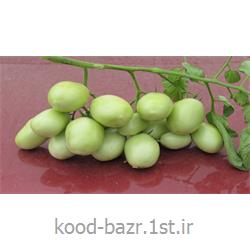 بذر گوجه هیبرید822 فوریا ایتالیا