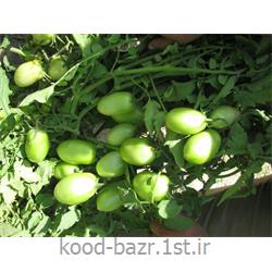 بذر گوجه هیبرید822 فوریا ایتالیا