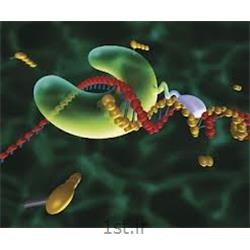 آنزیم تک پلیمراز (Taq DNA Polymerase)