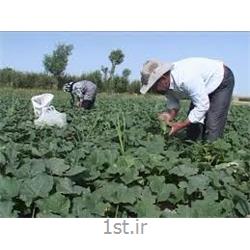 بیمه های تخصصی صنعت کشاورزی بیمه آسیا کد 0173
