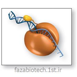 آنزیم تگ دی ان ای پلیمراز ( Taq DNA Polymerase ) محصول Bioron آلمان