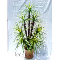 درختچه آناناس 7 شاخه (palm)
