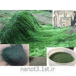 عصاره جلبک غذایی اسپرولینا (Spirulina platensis)