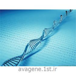 کیت استخراج دی ان ای ژنومیک/ Genomic DNA Extraction kit
