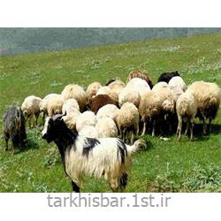 صادرات گوسفند زنده