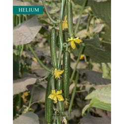 بذر خیار هیبرید هلیوم