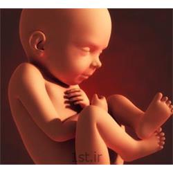 مشاوره تعیین جنسیت جنین قبل از بارداری