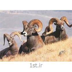 تورسافاری پارک ملی خجیر