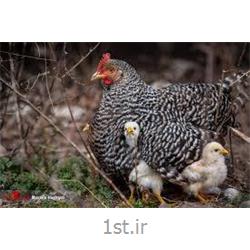عکس دام و طیورمکمل مرغ مادر 5 درصد ویژه راس (دوره پرورش)