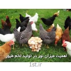عکس دام و طیورمکمل مرغ تخمگذار فرمول سازمان