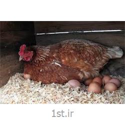 مکمل مرغ تخمگذار پرورش شیور