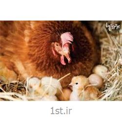 عکس دام و طیورکنسانتره مرغ مادر 2.5 درصد پرورش